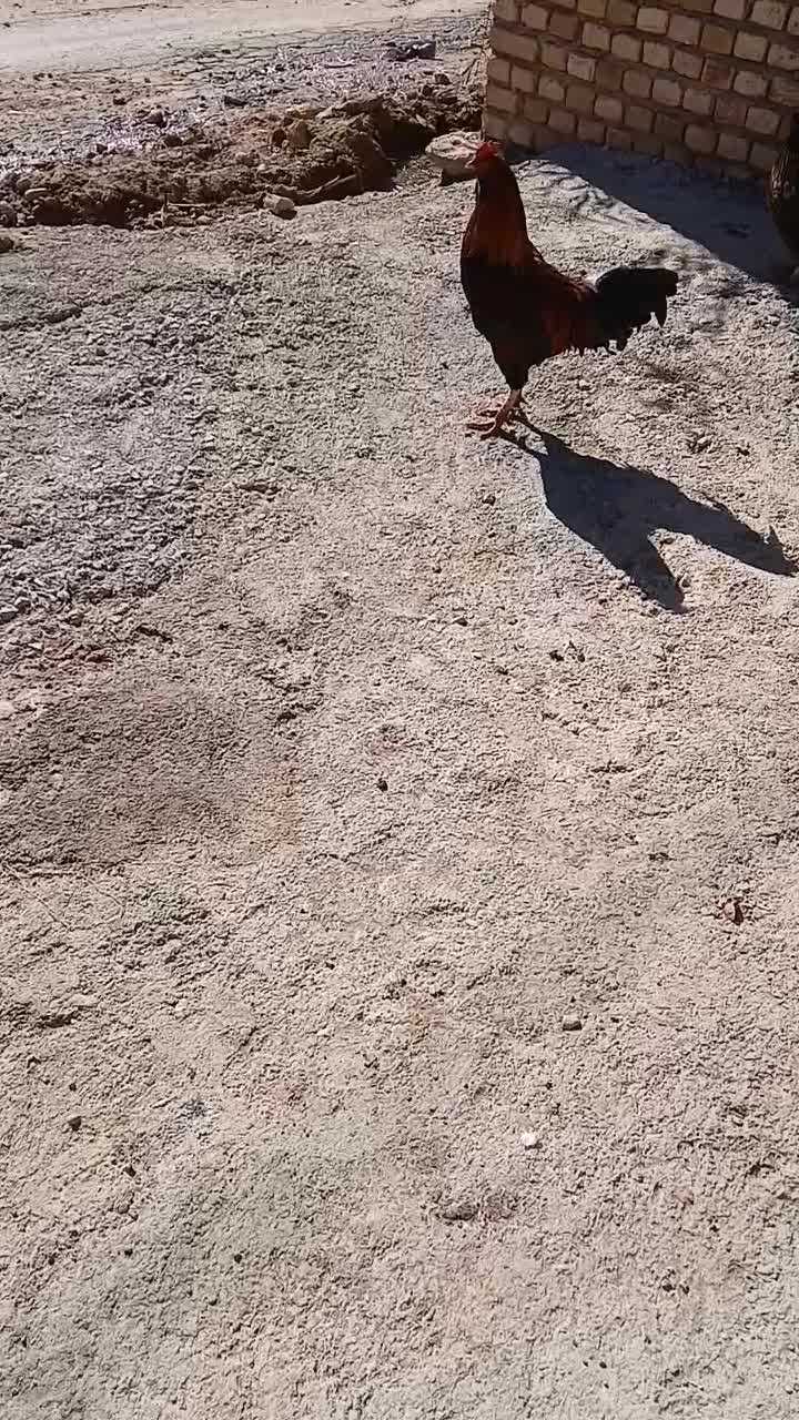 خروس و بوقلمو|حیوانات مزرعه|نورآباد, |دیوار