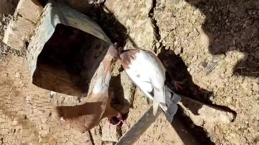 سه عدد سینه دو عدد نر یک عدد ماده|پرنده|مرودشت, گندم‎|دیوار