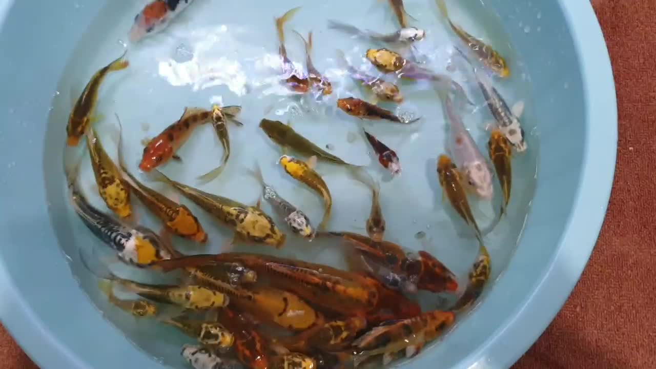 ماهی کوی|ماهی|اهواز, کمپلو شمالی|دیوار