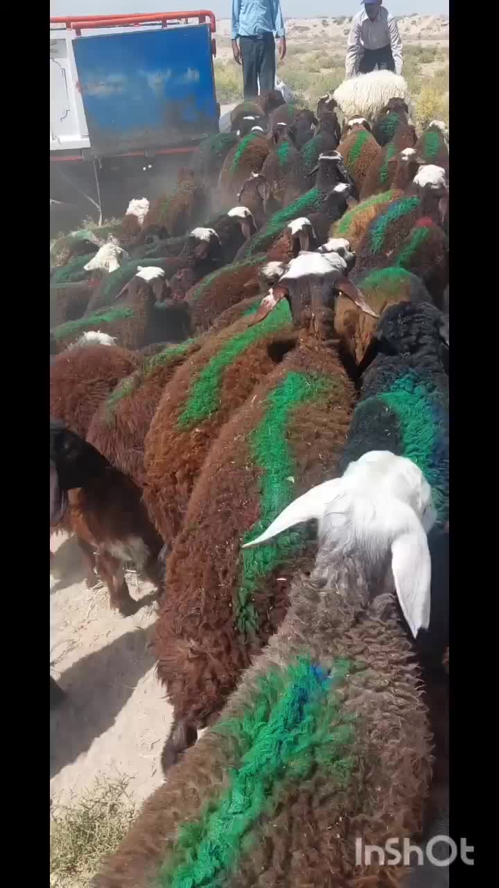 بره نر سبک افشاری سرخ|حیوانات مزرعه|مشهد, طرق|دیوار