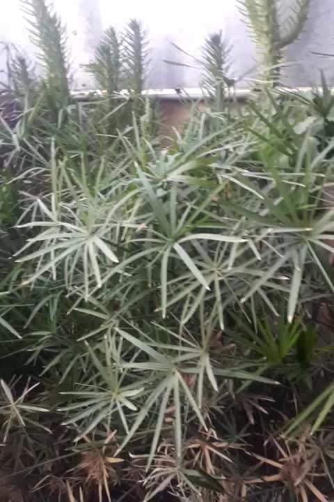 کاکتوس|گل و گیاه طبیعی|شیراز, کوی آزادگان|دیوار