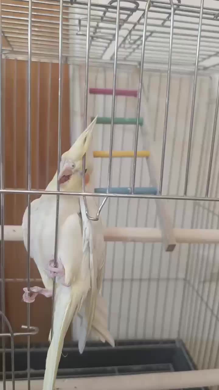 لوتینو نر کاملا دستی نژاد سخنگو|پرنده|تهران, مسعودیه|دیوار