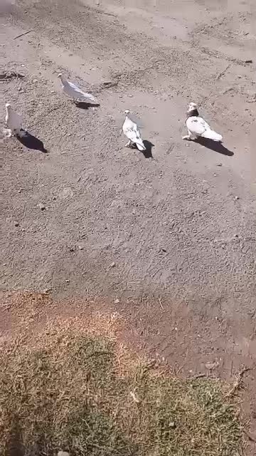 کبوتر گره ودرجاوجوجه گره|پرنده|بندرعباس, |دیوار