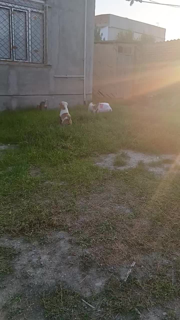 سگ دو رگه ترکمن الابای|سگ|سیمین شهر, |دیوار