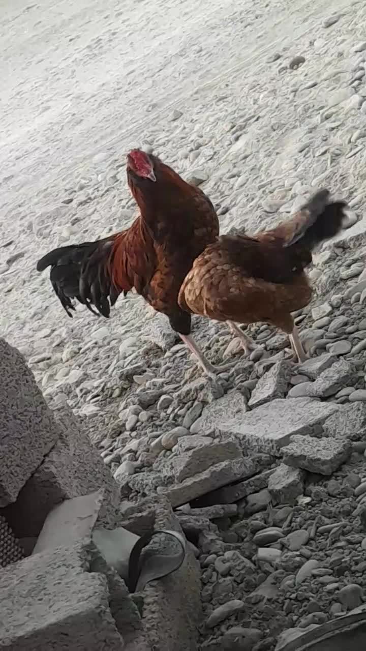 مورغ|پرنده|دشتیاری, |دیوار