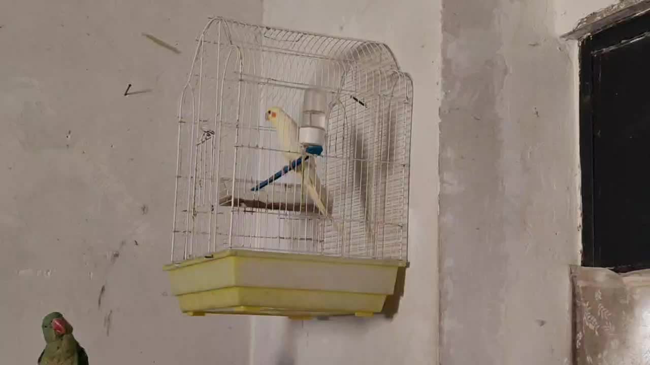 طوطیهای خونگی دستی مینا عروس کوتوله شاه|پرنده|مشهد, کریم آباد|دیوار