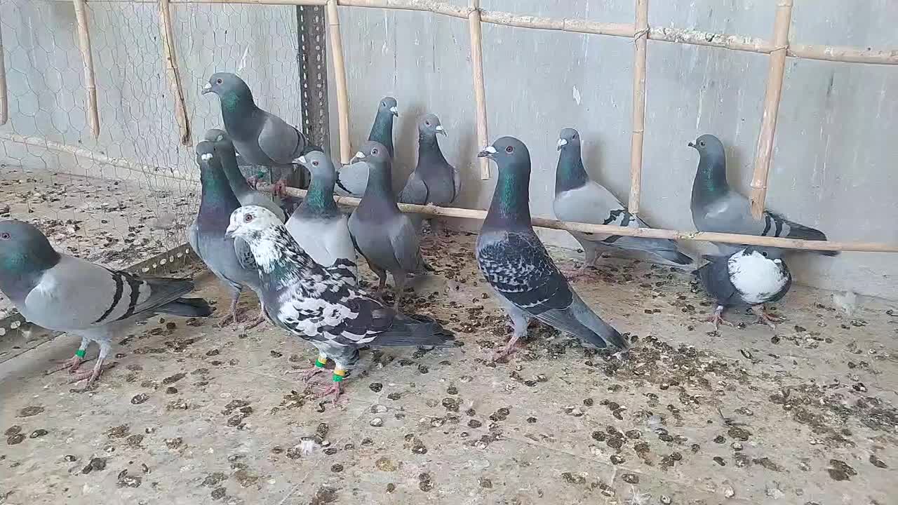 30دونه کفتر بازی|پرنده|هامون, |دیوار