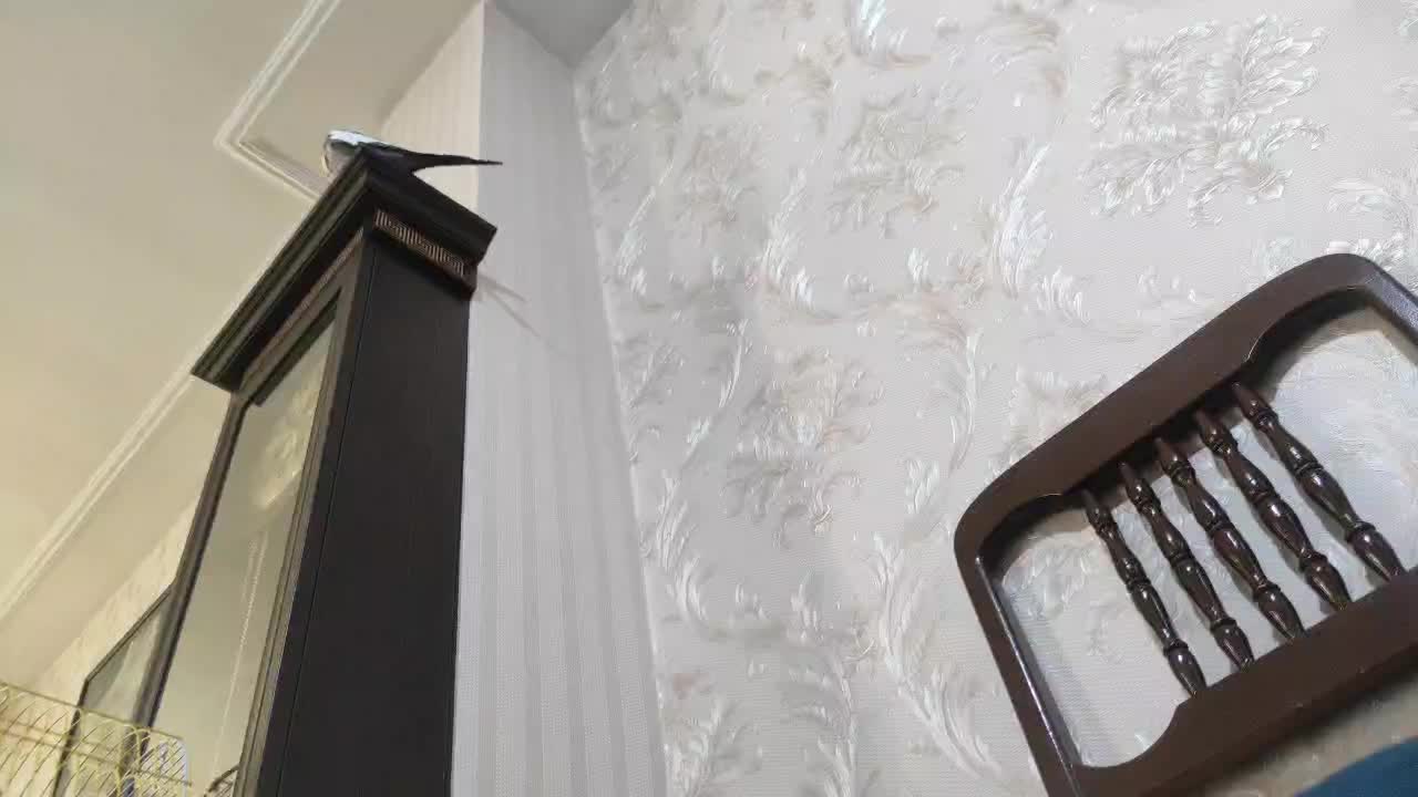 عروس هلندی گم شده|پرنده|شهریار, شهریار|دیوار