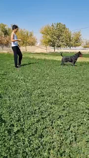 فروش سگ روتوایلر|سگ|اصفهان, مهدیه|دیوار