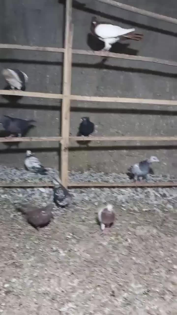 دونه ۱۰۰ کبوتر رنگی|پرنده|کهک, |دیوار