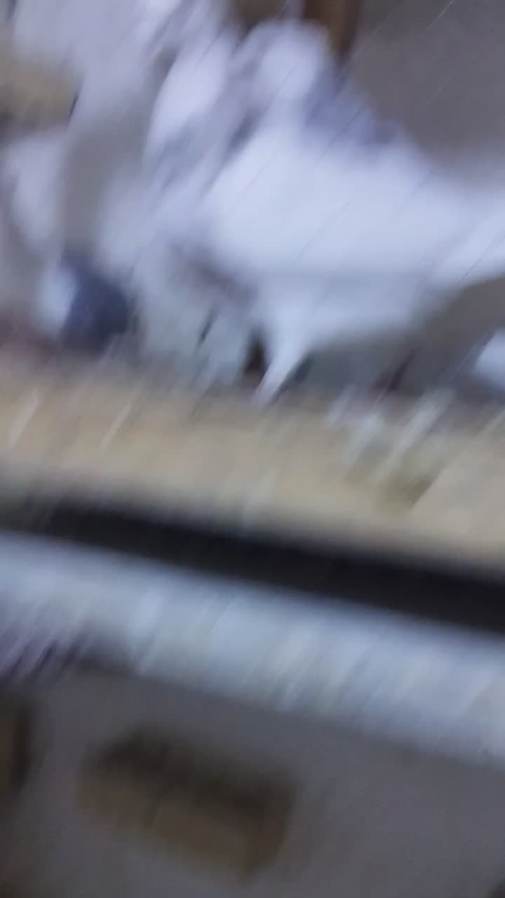 طوقی|پرنده|تهران, فلسطین (میدان انقلاب)|دیوار