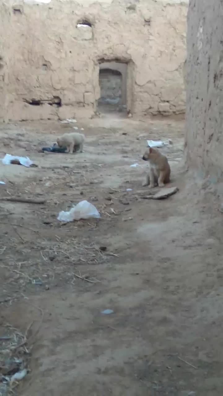 مرغ س گ|پرنده|تربت جام, شهید غلام زاده|دیوار