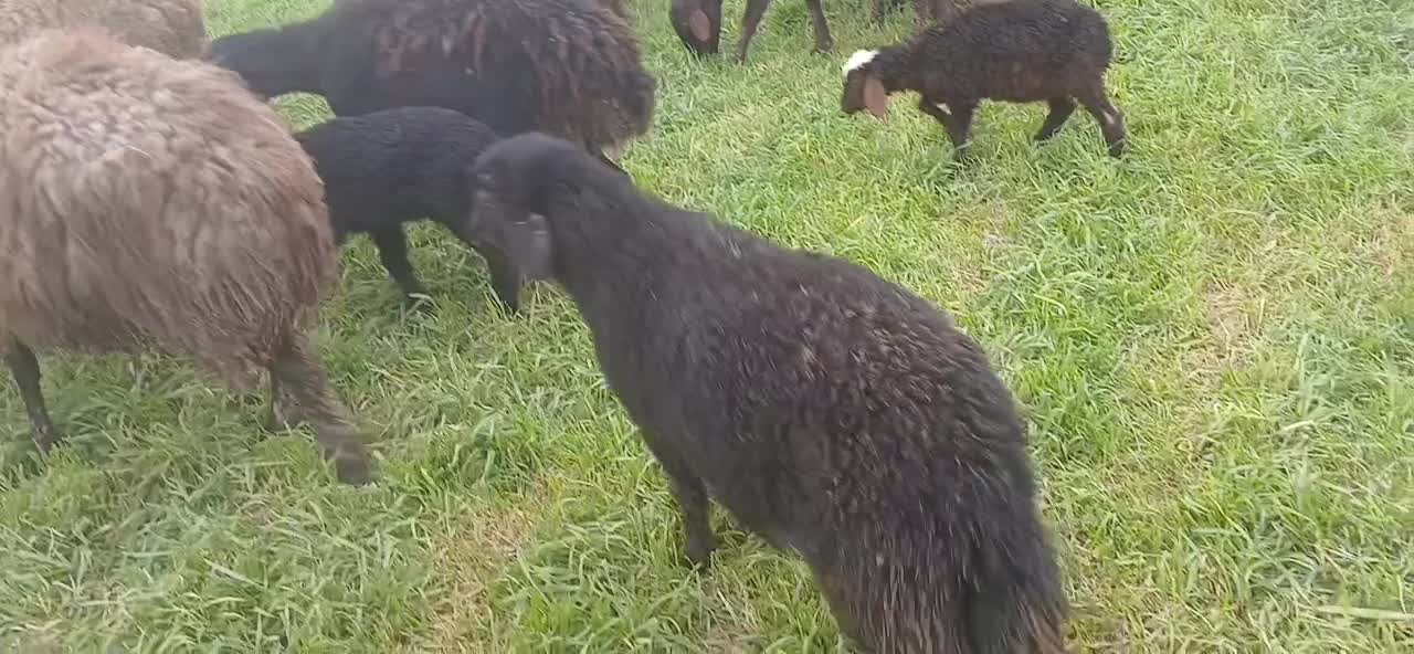 میش‌هترو|حیوانات مزرعه|نیشابور, مازول|دیوار