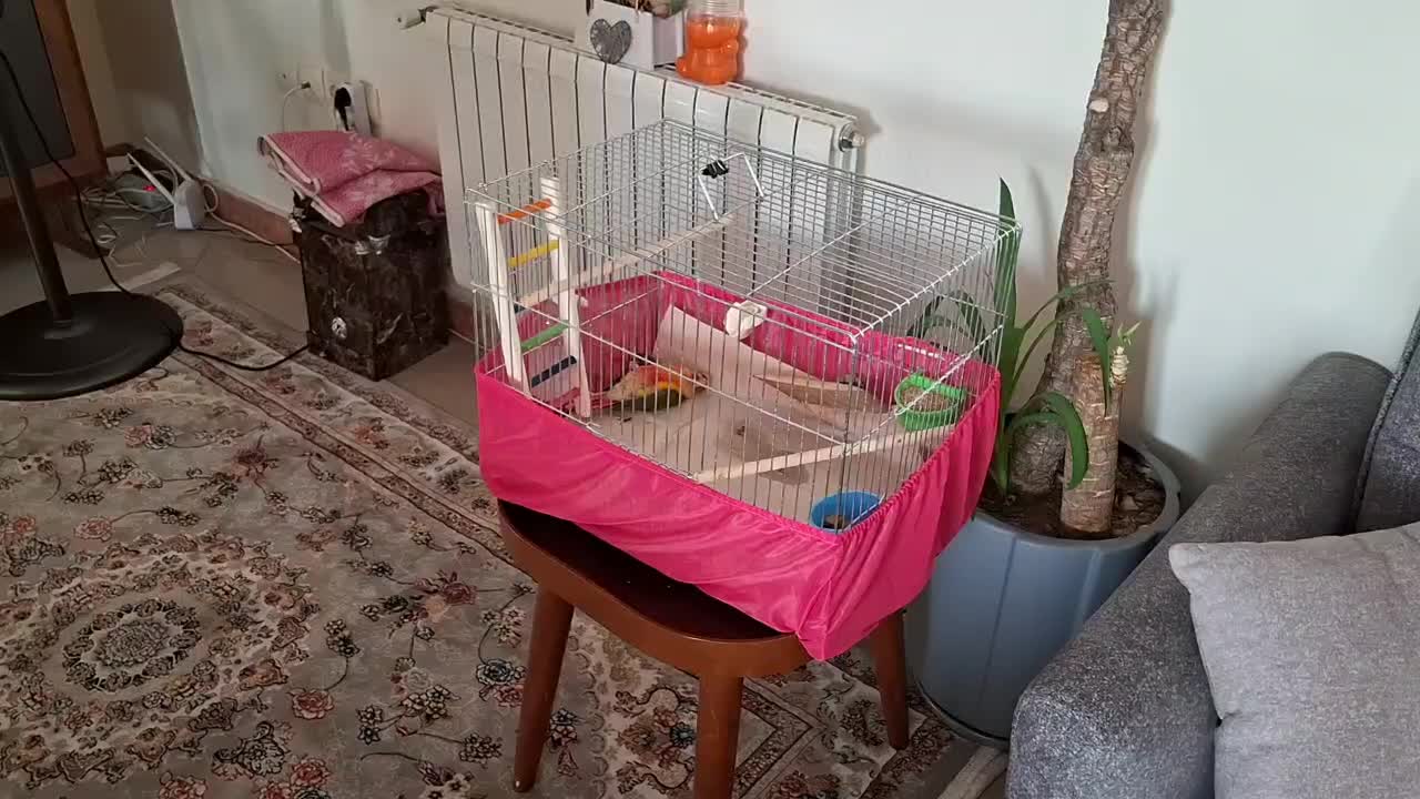 جوجه طوطی گیرینچیک|پرنده|تهران, ائمه اطهار|دیوار