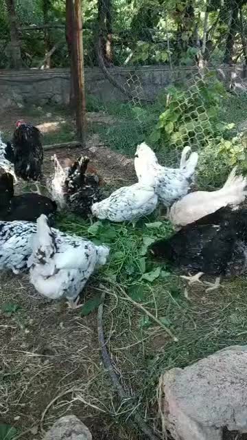 تخم مرغ نطفه دار گلین|حیوانات مزرعه|تهران, آشتیانی|دیوار