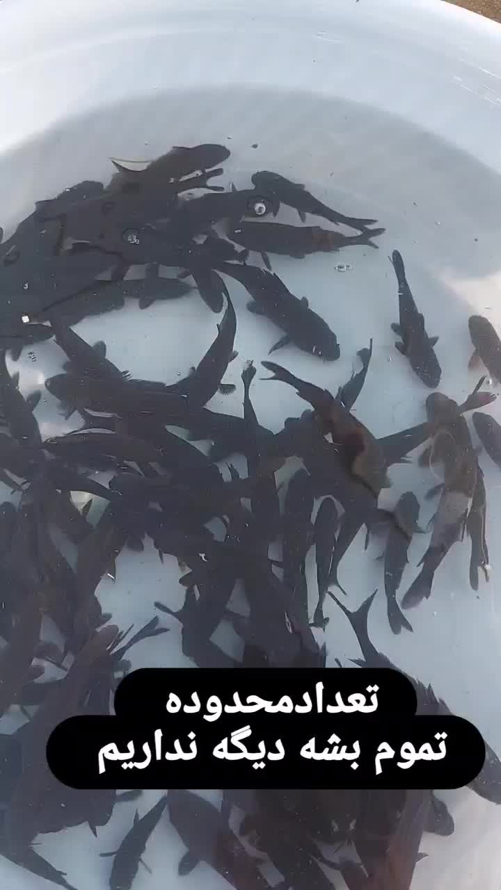 کوی مولد سوپر باله و مشکی زغالی|ماهی|کیاشهر, |دیوار