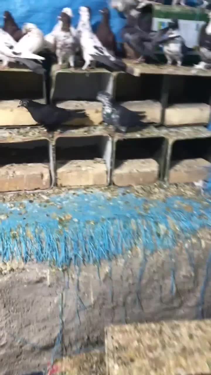 کفتر|پرنده|کاشان, پشت شهربانی|دیوار