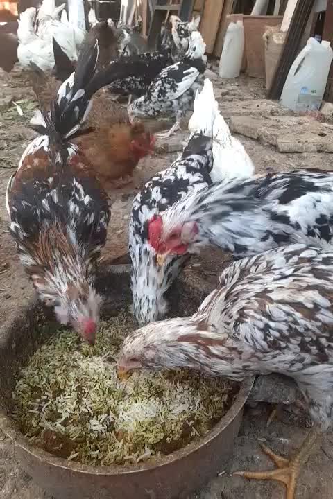 مرغ وخروس گلین ۲۵تا|حیوانات مزرعه|فلاورجان, |دیوار