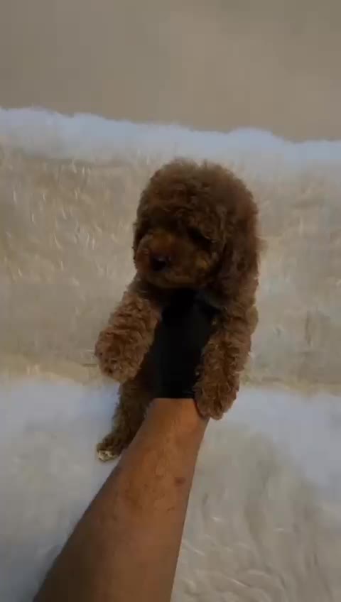 توی پودل فرفری رد|سگ|رشت, گلباغ نماز|دیوار