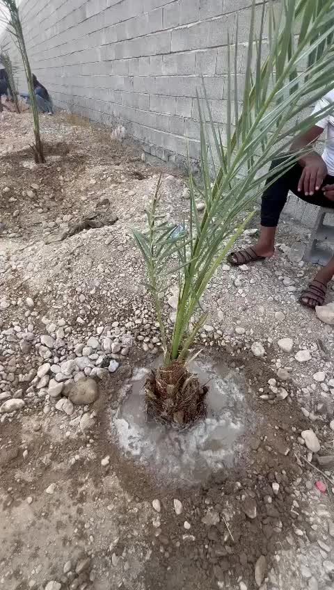 فروش زمین با دیوار ایسین فاریاب|فروش زمین و ملک کلنگی|بندرعباس, |دیوار