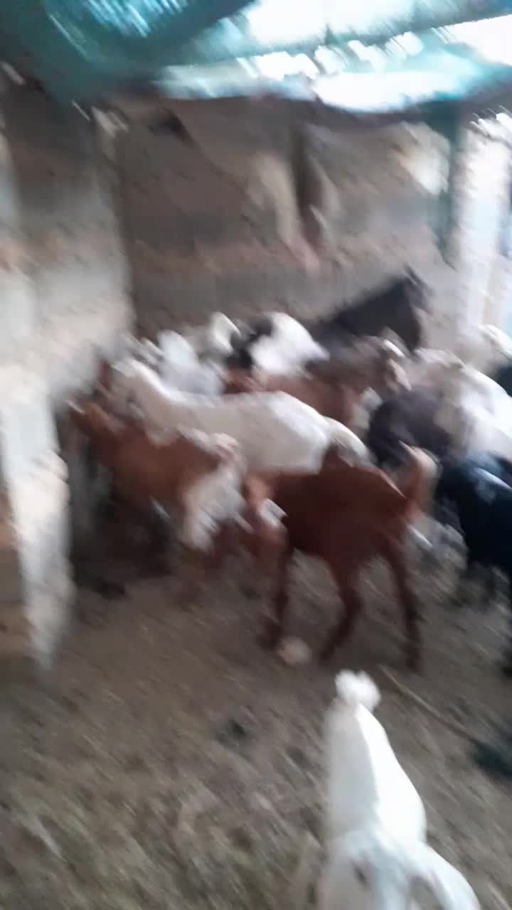 گوسفند|حیوانات مزرعه|سراوان, |دیوار