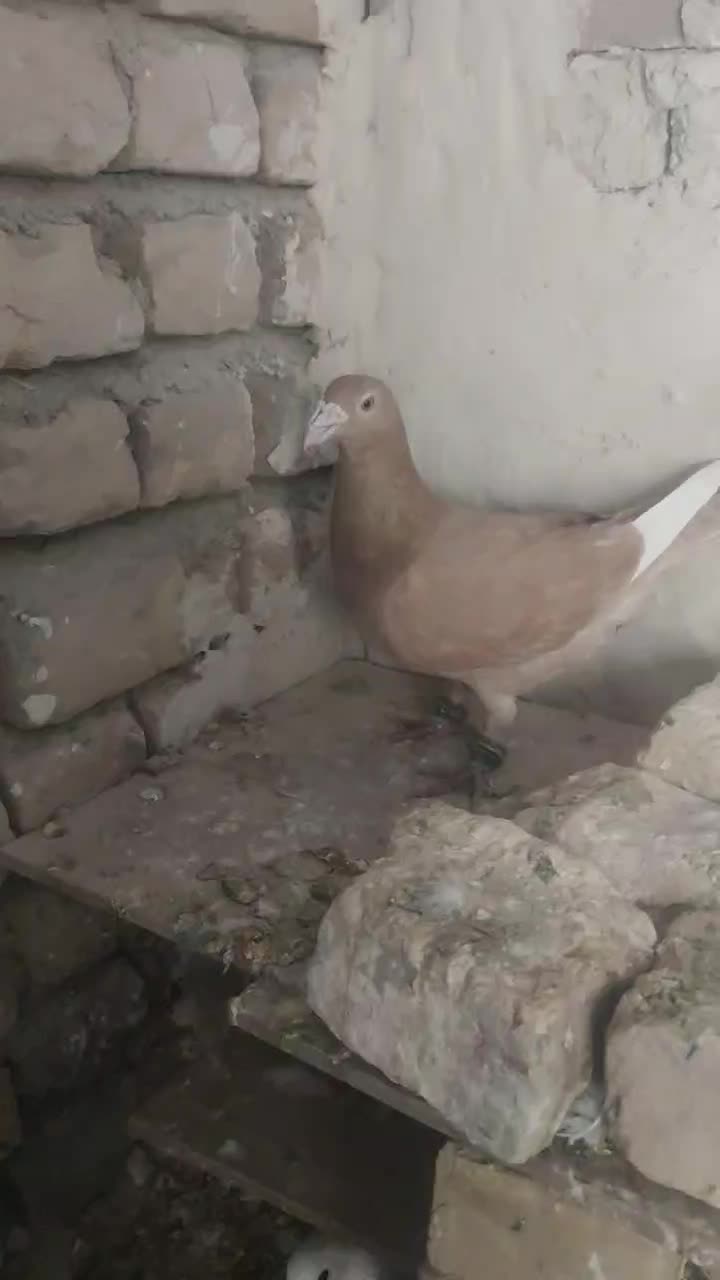 پرنده|پرنده|بردسکن, |دیوار