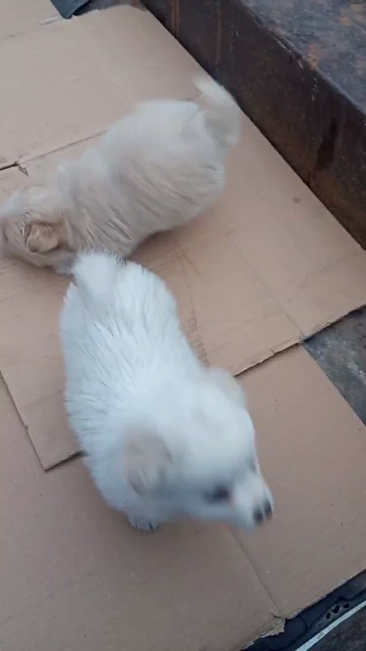 توله پامر روباهی|سگ|محمدشهر, ولدآباد|دیوار