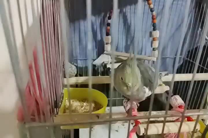 عروس هلندی سخنگو|پرنده|پاوه, |دیوار