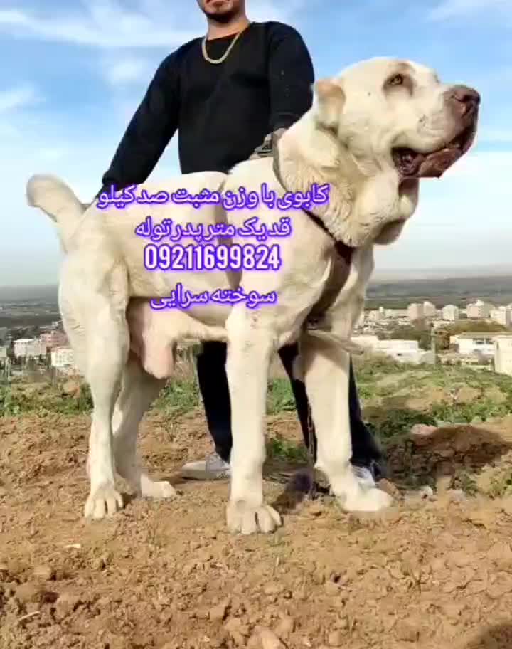 توله آلابای کائو نر|سگ|تهران, تهرانپارس شرقی|دیوار