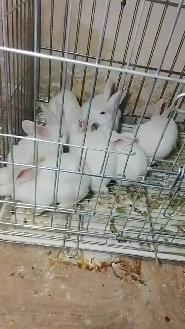 تعدادی بچه خرگوش|موش و خرگوش|جیرفت, |دیوار