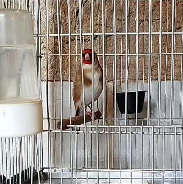 فروش سهره وسهره قناری دهندار (دهن لر)|پرنده|تهران, جیحون|دیوار