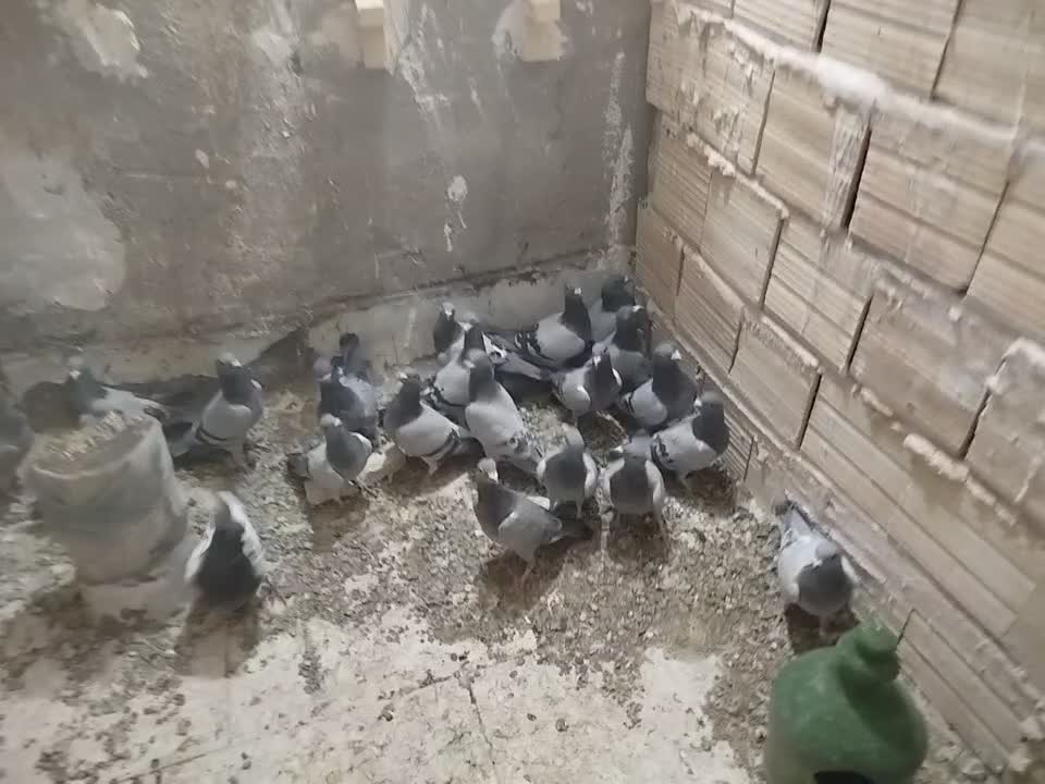 جوجه پلاکی نر پلاکی|پرنده|بافق, |دیوار