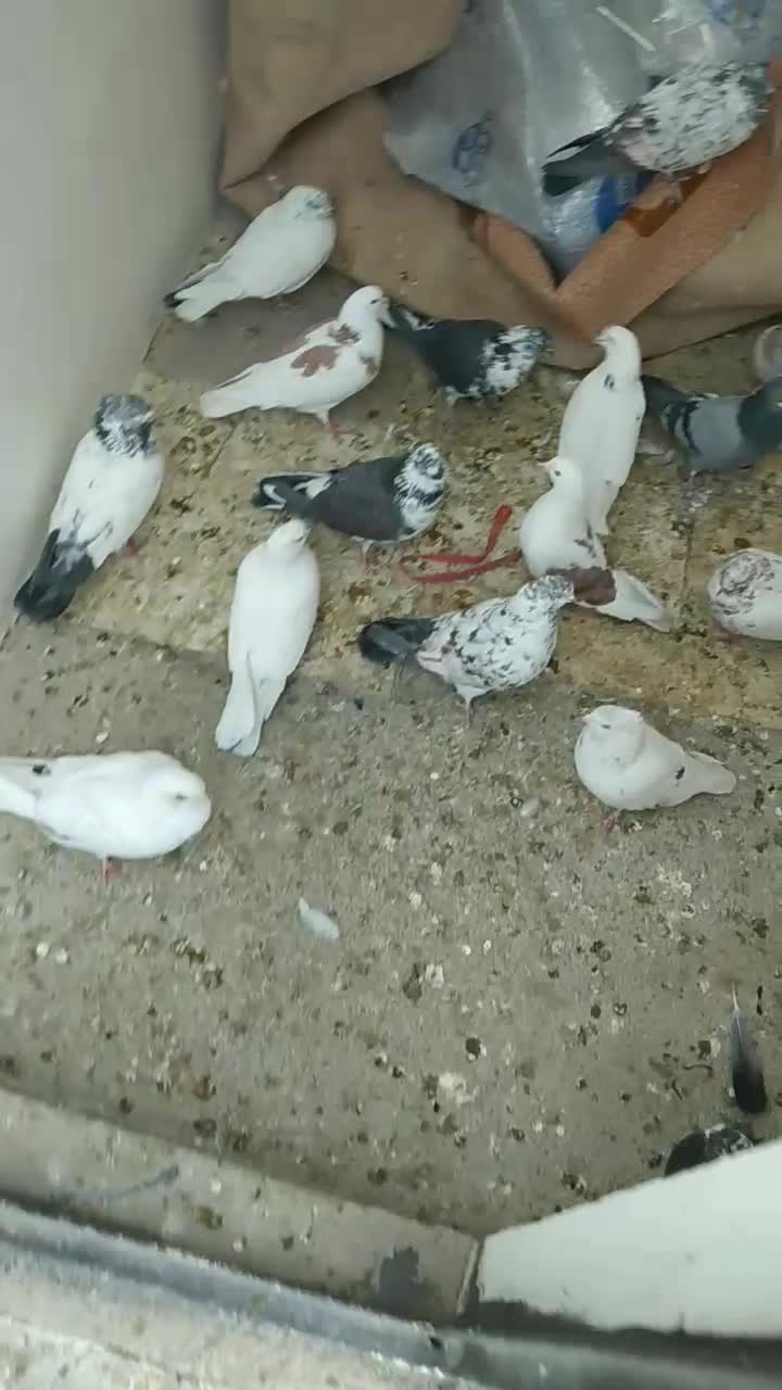 ۲۳ عدد قریب گیری|پرنده|شهریار, شهریار|دیوار