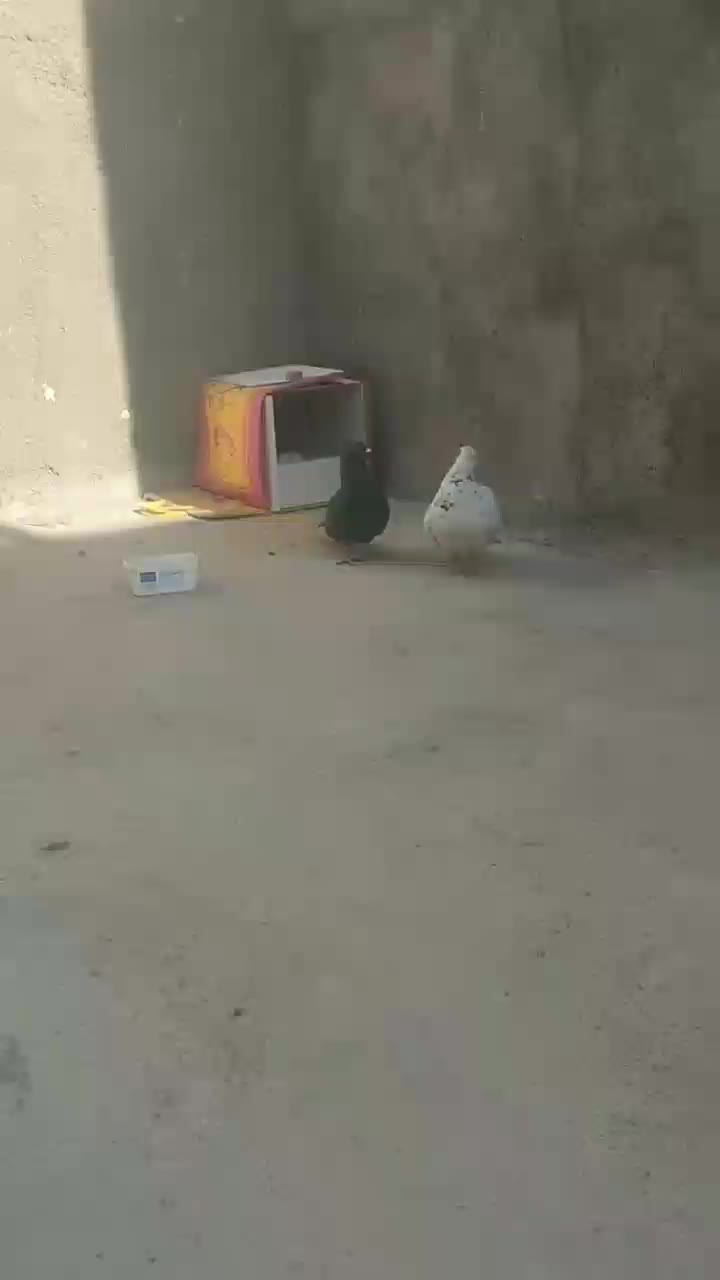 جفت کفتر معاوضه با جوجه عروس هلندی دارم|پرنده|قائن, |دیوار