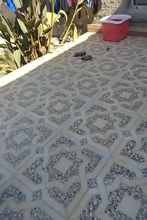 دو عدد سگ پاکوتاه با قیمت یک میلیون هر دو|سگ|کرج, محمد آباد|دیوار