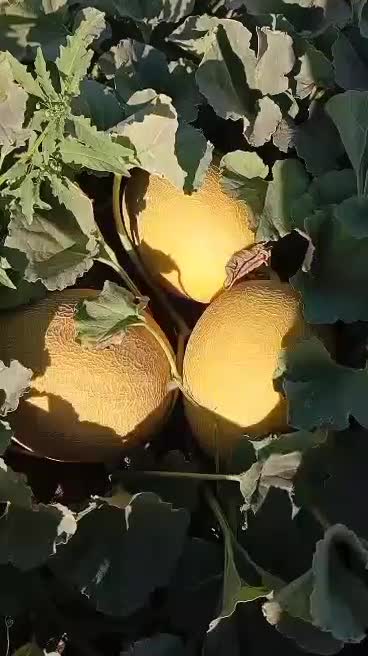 خربزه راک  تو سرخ|خوردنی و آشامیدنی|شوش, |دیوار