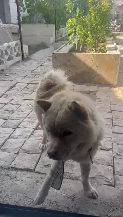 سگ چاوچاو|سگ|اصفهان, قهاب جنوبی|دیوار