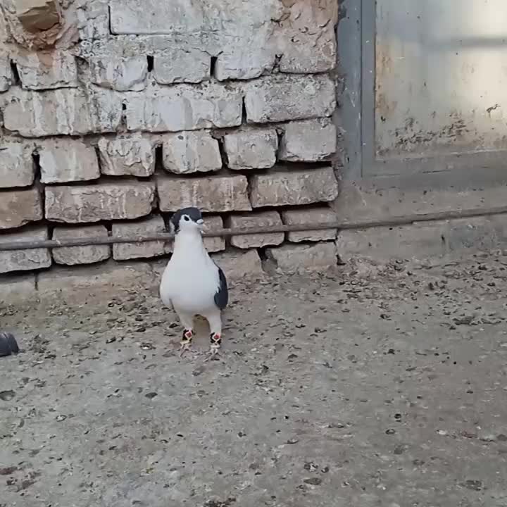 نر چپ سیاه افغانی|پرنده|زاوه, |دیوار