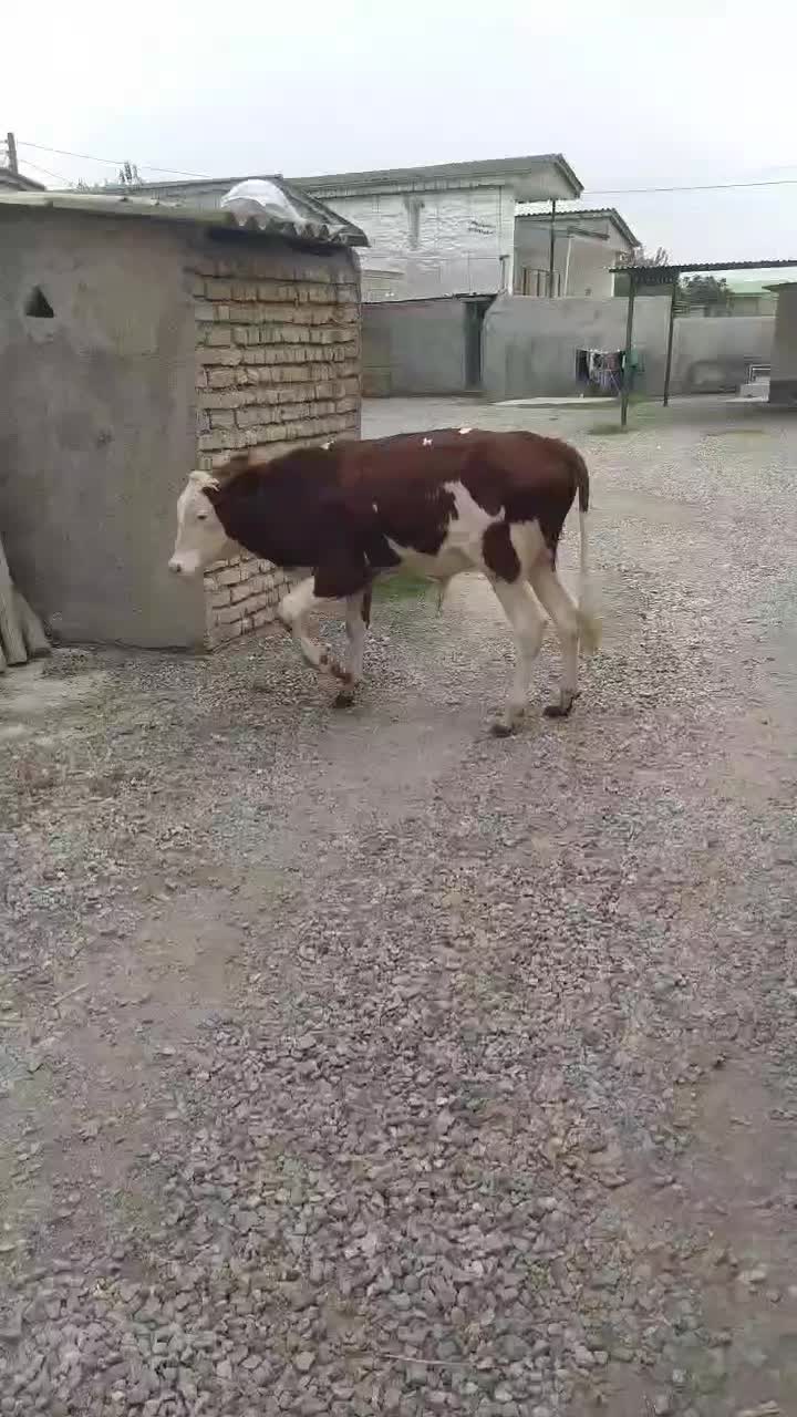 گوساله سیمینتال نر قرمز گاو|حیوانات مزرعه|گرگان, |دیوار