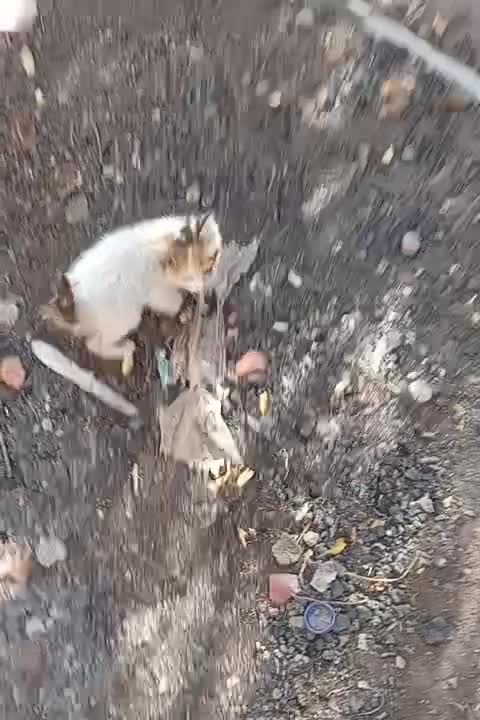 بچه گربه رایگان|گربه|خبر, |دیوار