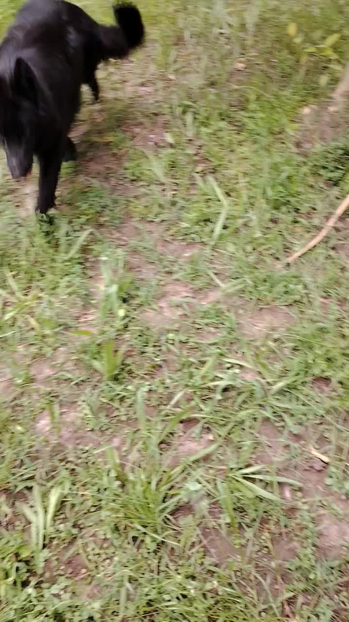 ژرمن بلک ماده ی شیتزو باهوش|سگ|بم, |دیوار