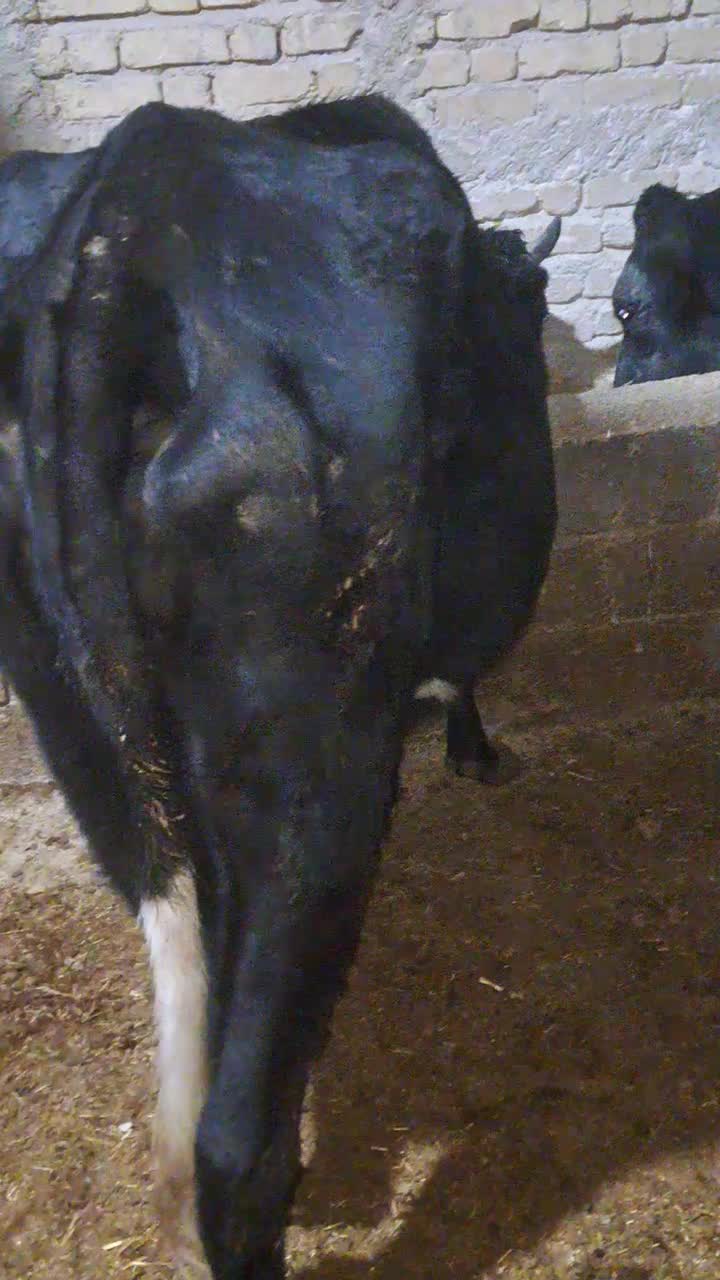گوساله گاو شیری|حیوانات مزرعه|شیراز, ظفرآباد|دیوار