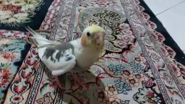 عروس هلندی گمشده مژدگانی ده میلیونی برای یابنده|حیوانات|تهران, مهران|دیوار