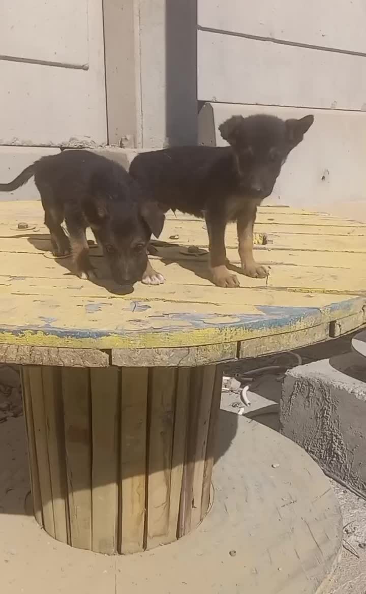 سگ ژرمن شیپرد جرمن کینگ سایز موکوتاه توله ( نر )|سگ|تهران, وردآورد|دیوار