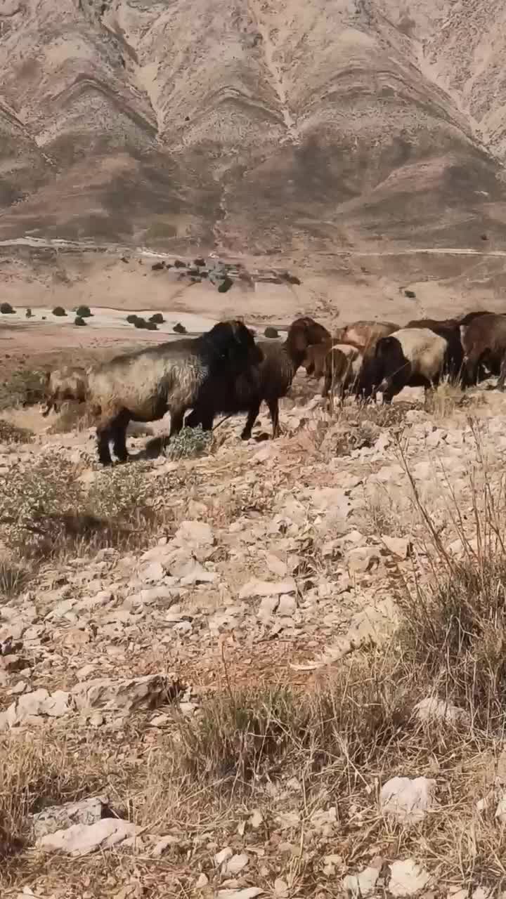 قوچ سه ساله ترکی و کاوه|حیوانات مزرعه|پاتاوه, |دیوار