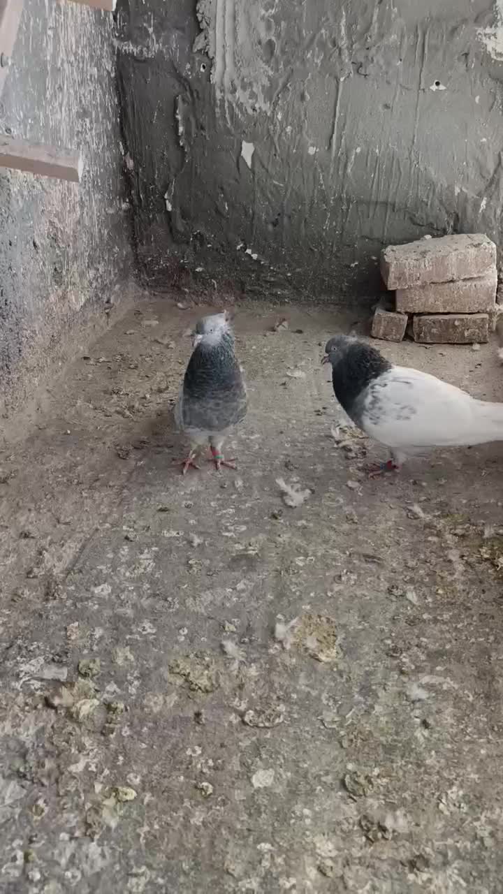 جفت کله سبز با ساده|پرنده|بیرجند, |دیوار