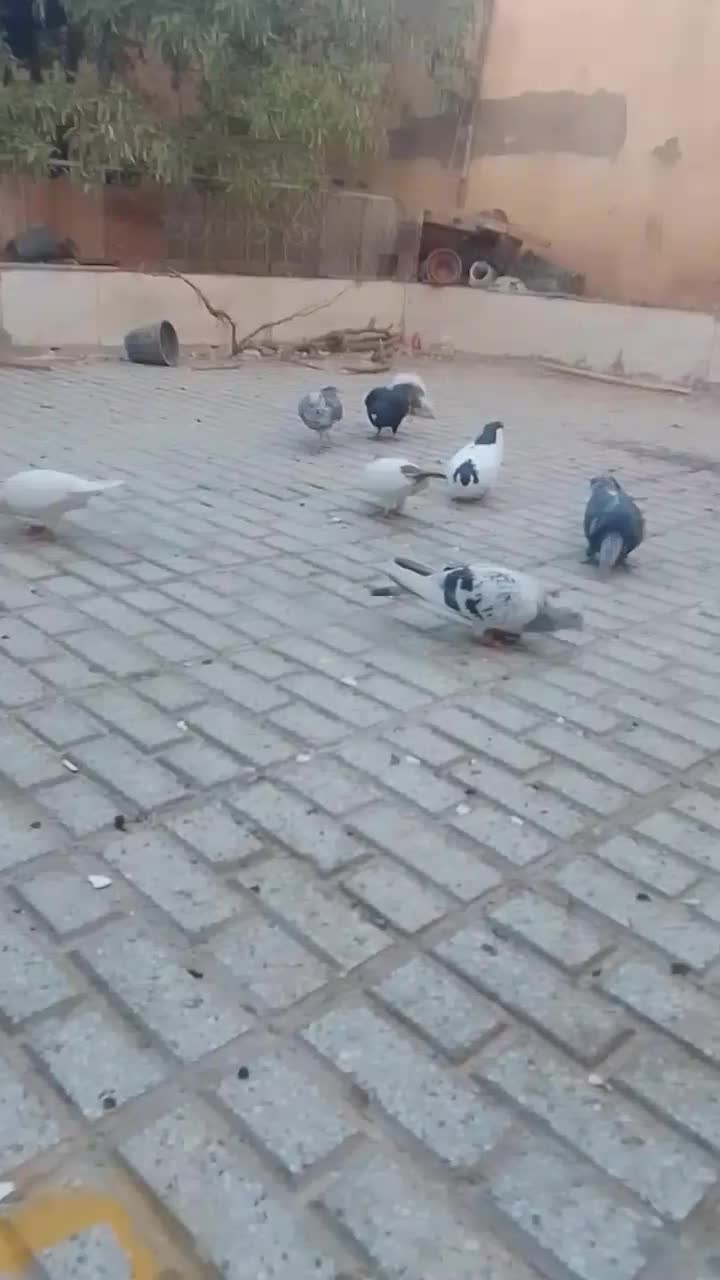 کفتر سوسکی پلاکی و کفتر پشتی پرپا نر و ماده و جوجه|پرنده|تربت‌حیدریه, شهرک ولیعصر|دیوار