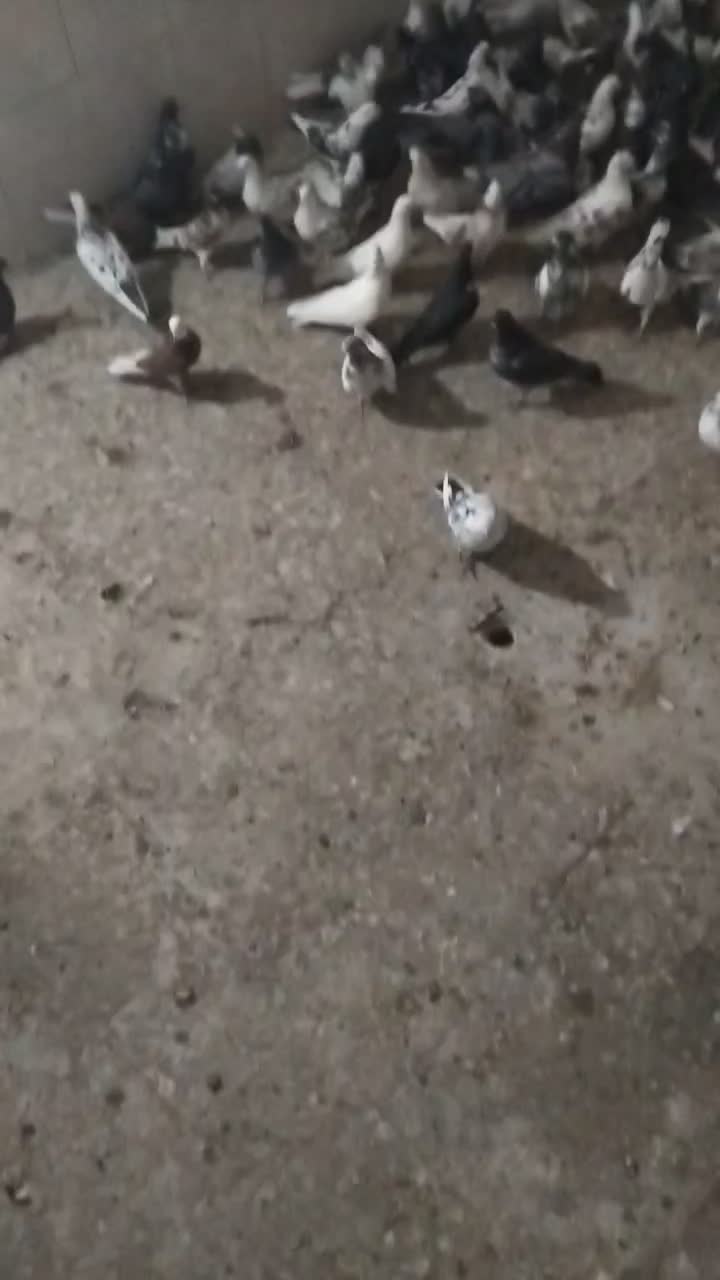 کفتر پرشی|پرنده|قم, شاه ابراهیم|دیوار