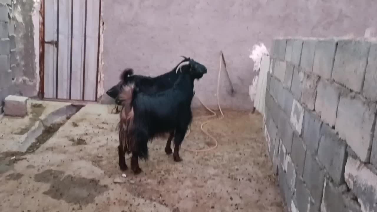 فروش دوتا بز ترکی  آبستن نزدیک با بز زاییده|حیوانات مزرعه|مهر, |دیوار