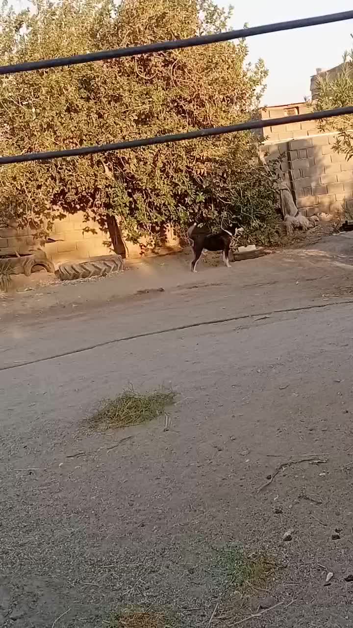 سگ فروشی|سگ|گنبکی, |دیوار